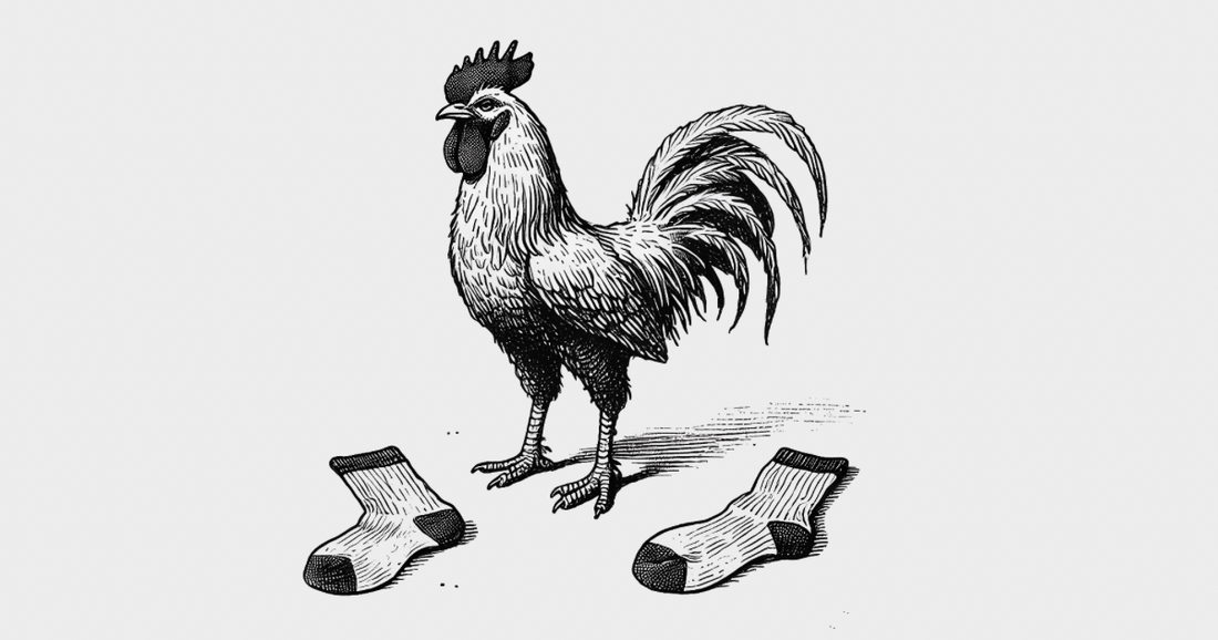 A rooster pridefully showing that putting him in socks is useless waste of time