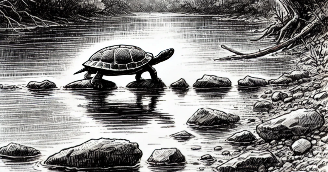 A black and white sketch of a turtle taking a creek crossing at its own pace
