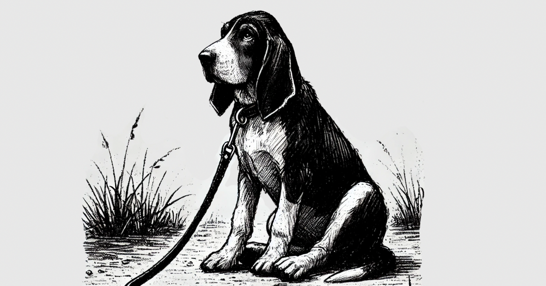 A stubborn dog that is refusing to hunt